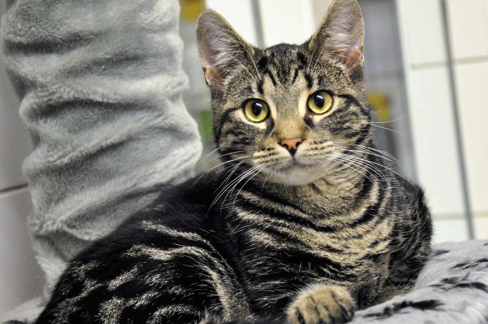 Nikon D90 sample photo. Cat, pet, domestic cat photography