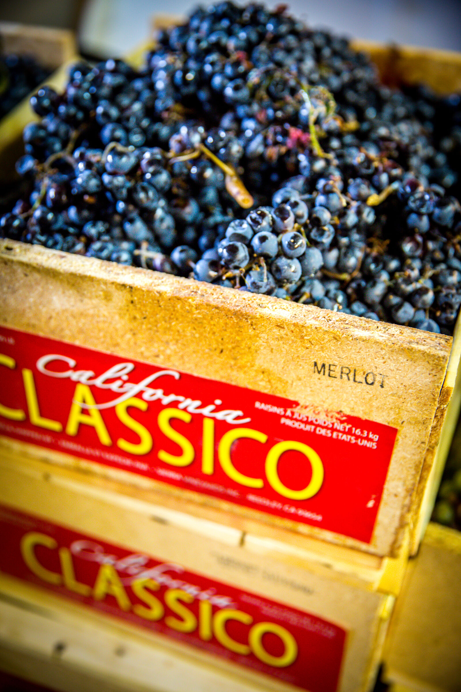 Canon EF 24-70mm F2.8L II USM sample photo. Crate, drink, fermenting, grapes photography