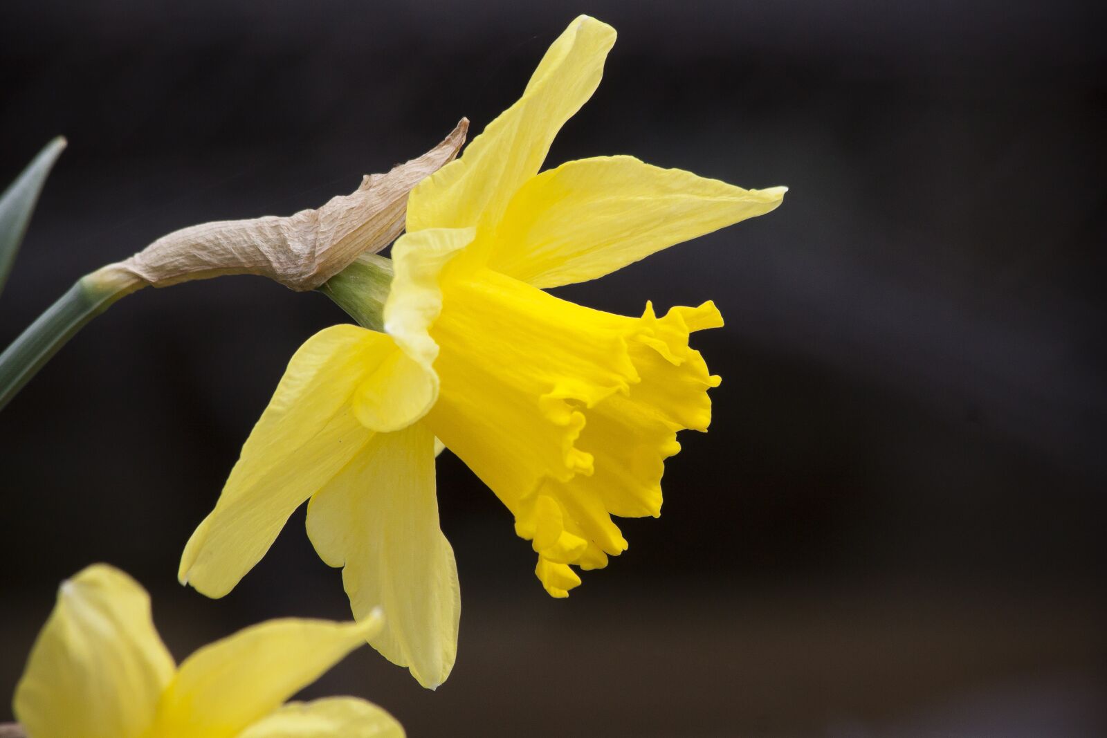 Canon EOS 50D sample photo. Narcissus pseudonarcissus, daffodil, nature photography