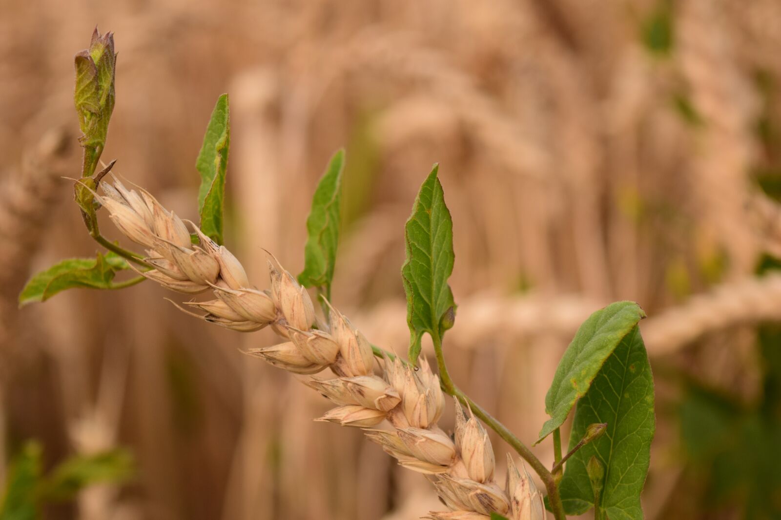 Nikon D3300 sample photo. Wheat, close up, weed photography