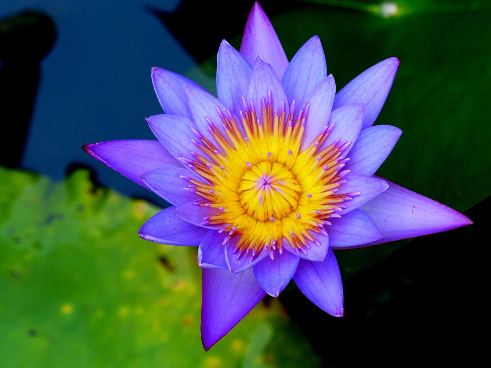 Panasonic Lumix DMC-FZ200 sample photo. Aquatic, bloom, water photography