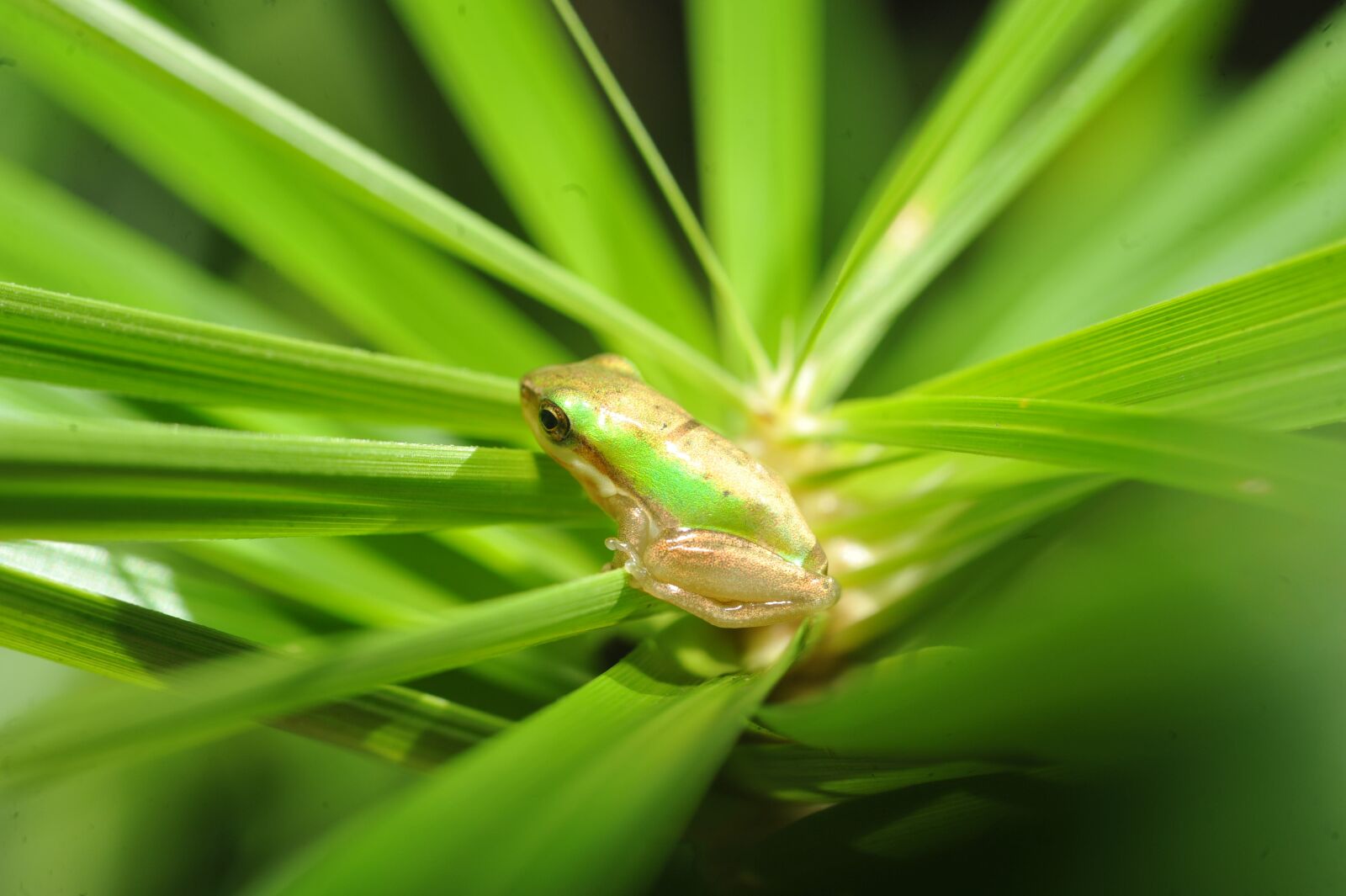 Nikon D700 sample photo. Green tree frog, small photography