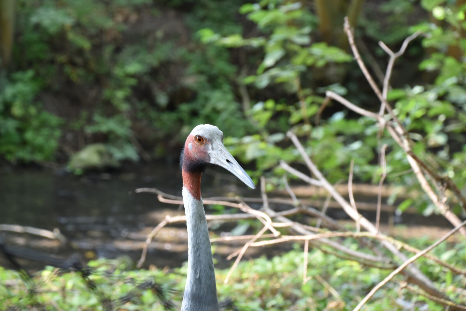 Nikon D5600 sample photo. Bird, zoo, beak photography