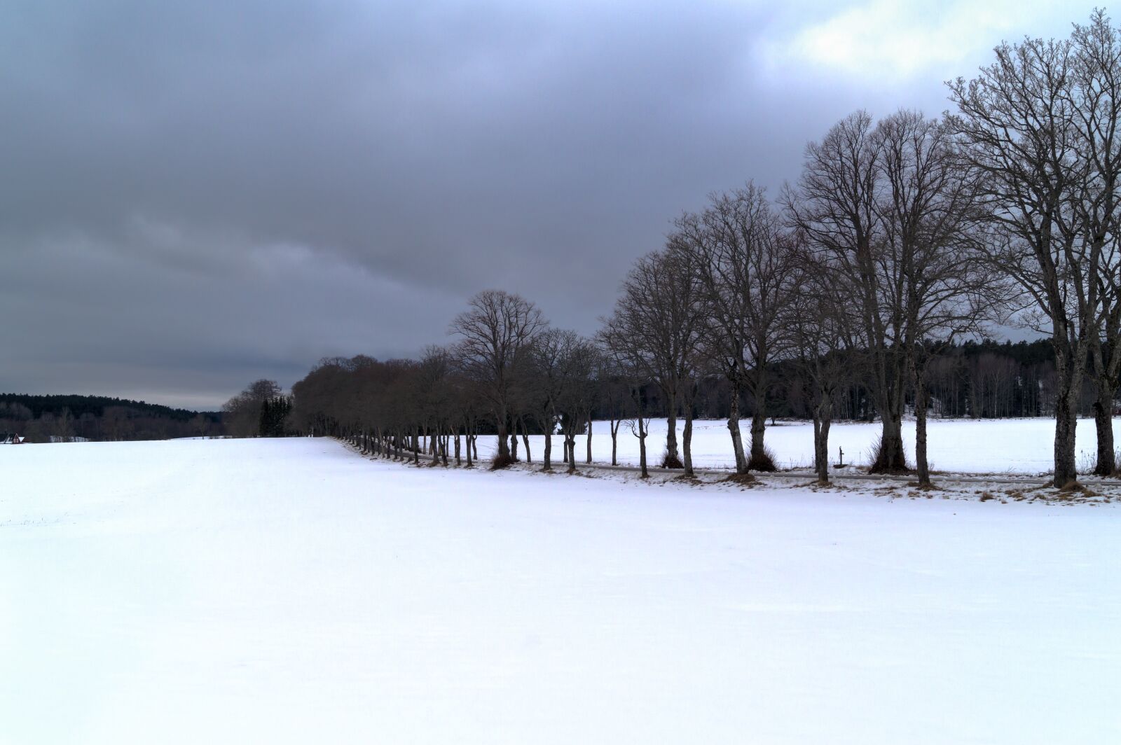 Sony DT 18-55mm F3.5-5.6 SAM II sample photo. Avenue, tree, snow photography