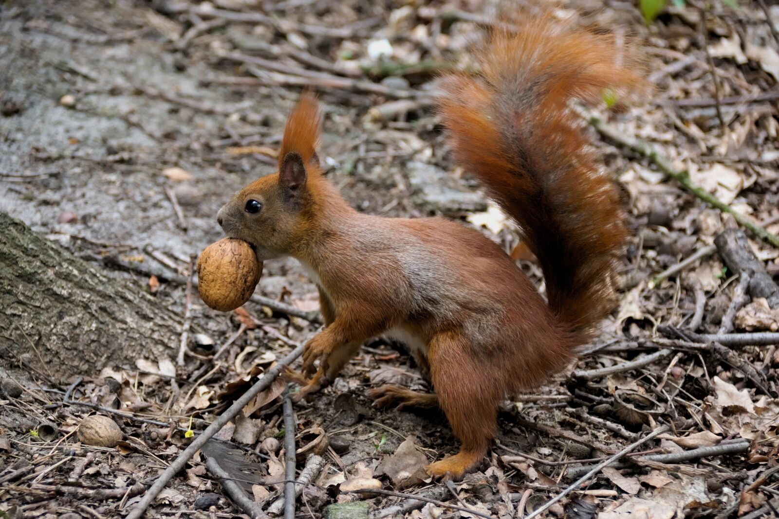 Nikon D3300 sample photo. Animal, the squirrel, ruda photography