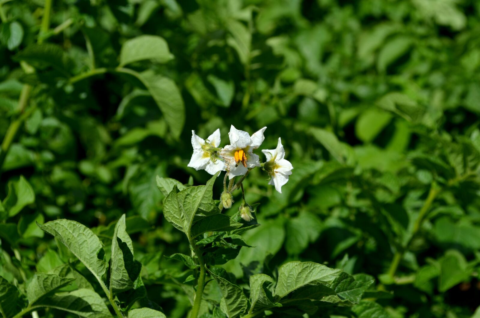 Nikon D5100 sample photo. Potato plant, potato blossom photography