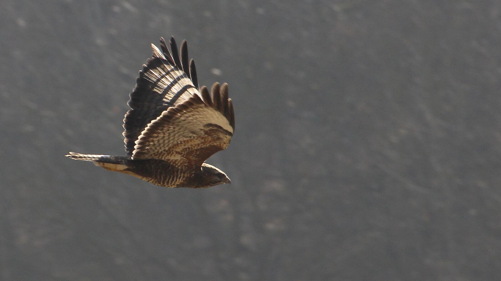 Canon EOS 600D (Rebel EOS T3i / EOS Kiss X5) sample photo. Bird, raptor, bird in photography