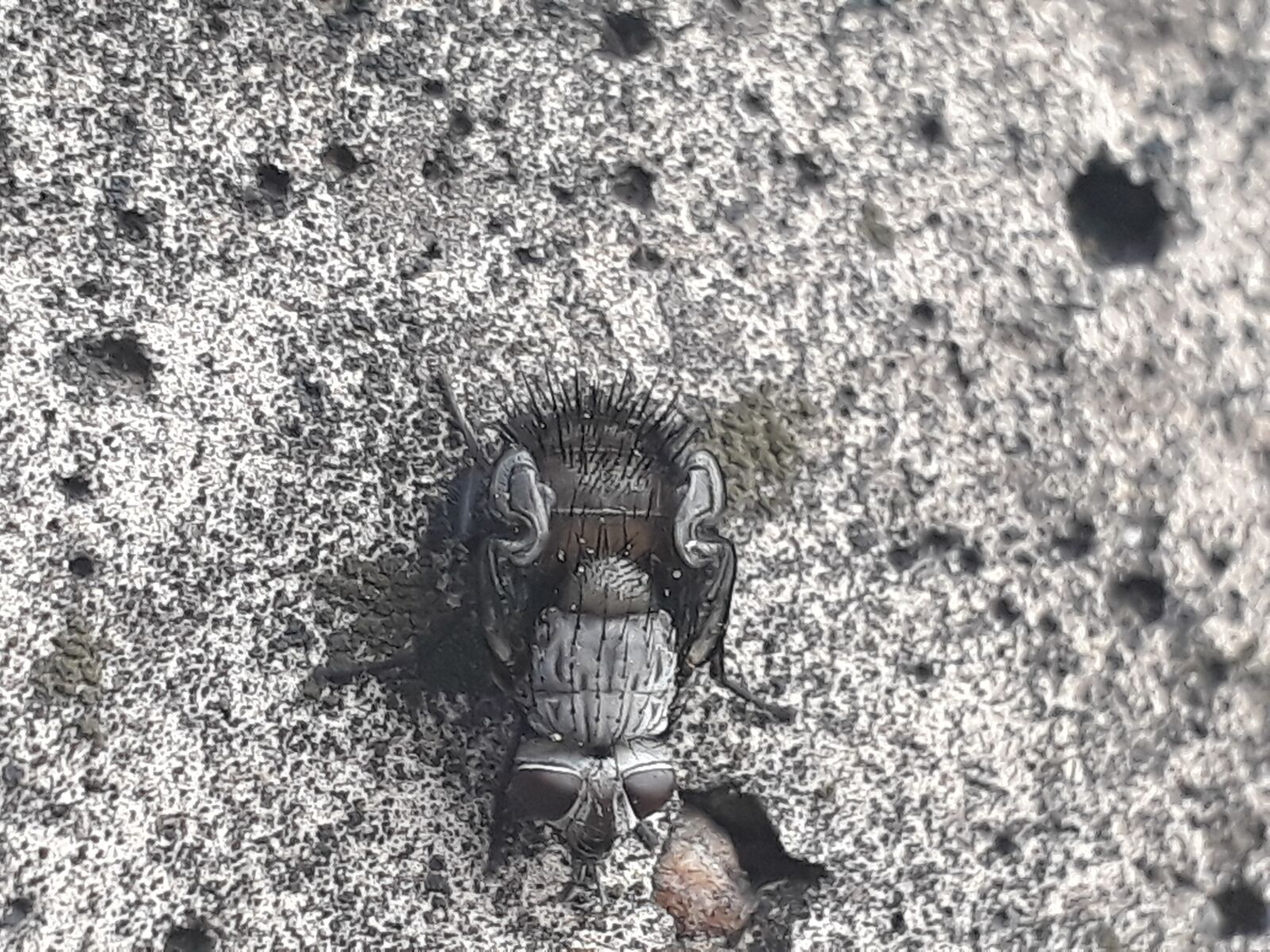 Samsung Galaxy J5 Prime sample photo. Insect, fly, the flies photography