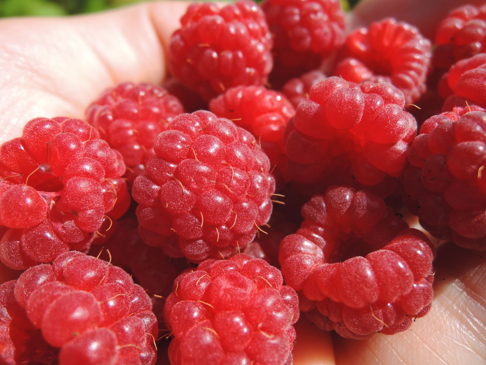 Nikon Coolpix P330 sample photo. Berries, fresh, healthy, food photography