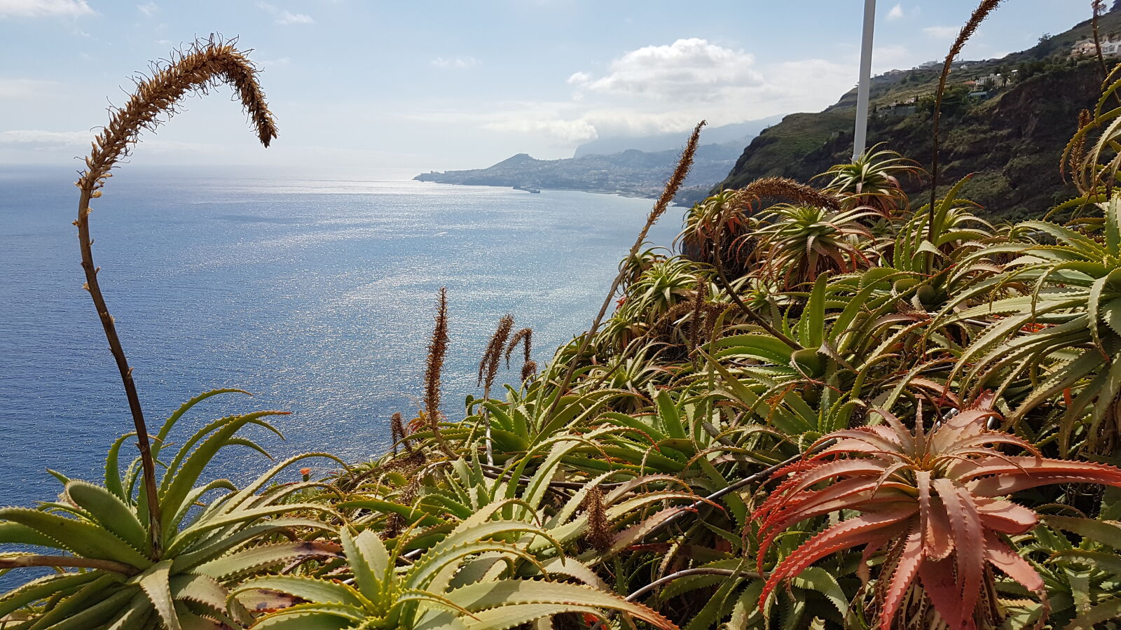 Samsung Galaxy S7 sample photo. Madeira photography