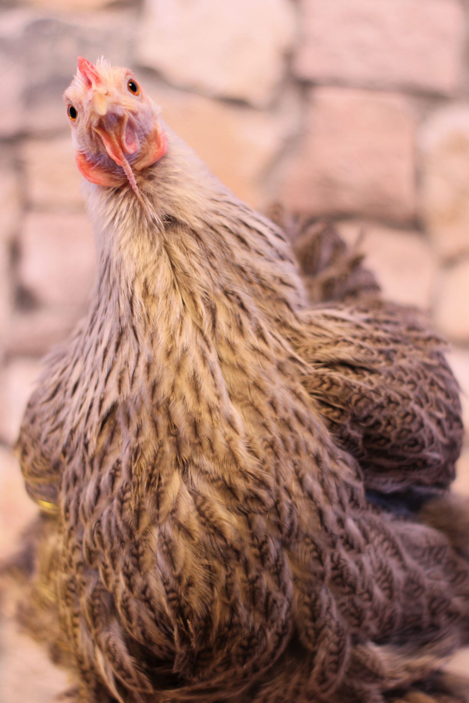 Canon EOS 2000D (EOS Rebel T7 / EOS Kiss X90 / EOS 1500D) sample photo. Chicken, hen, poultry photography