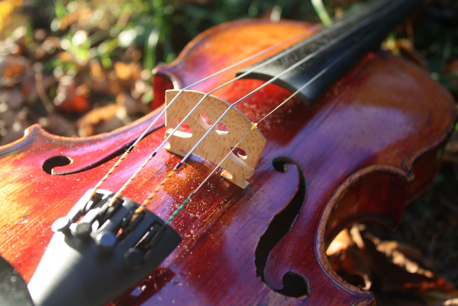 Canon EOS 450D (EOS Rebel XSi / EOS Kiss X2) sample photo. Violin, music, classic photography