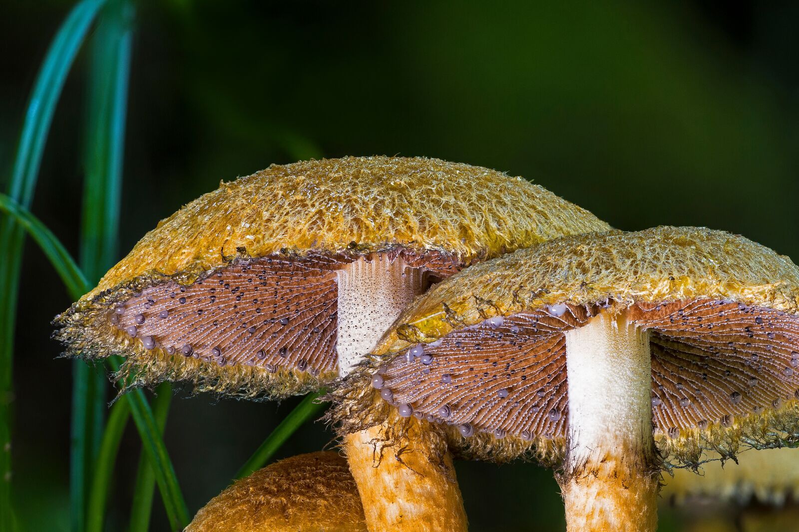 Canon EOS 7D sample photo. Mushroom, forest mushroom, agaric photography