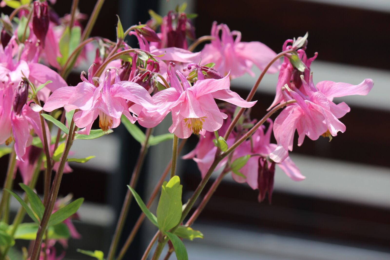 Canon EOS 600D (Rebel EOS T3i / EOS Kiss X5) sample photo. Flowers, tender, pink photography