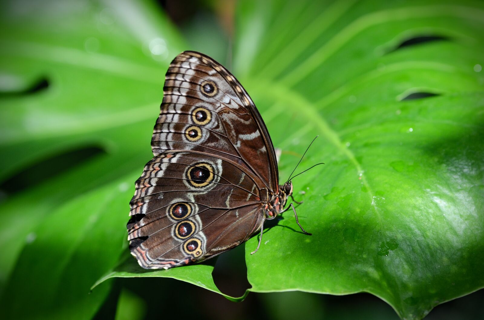 Nikon D5100 sample photo. Nature, butterfly, insect photography