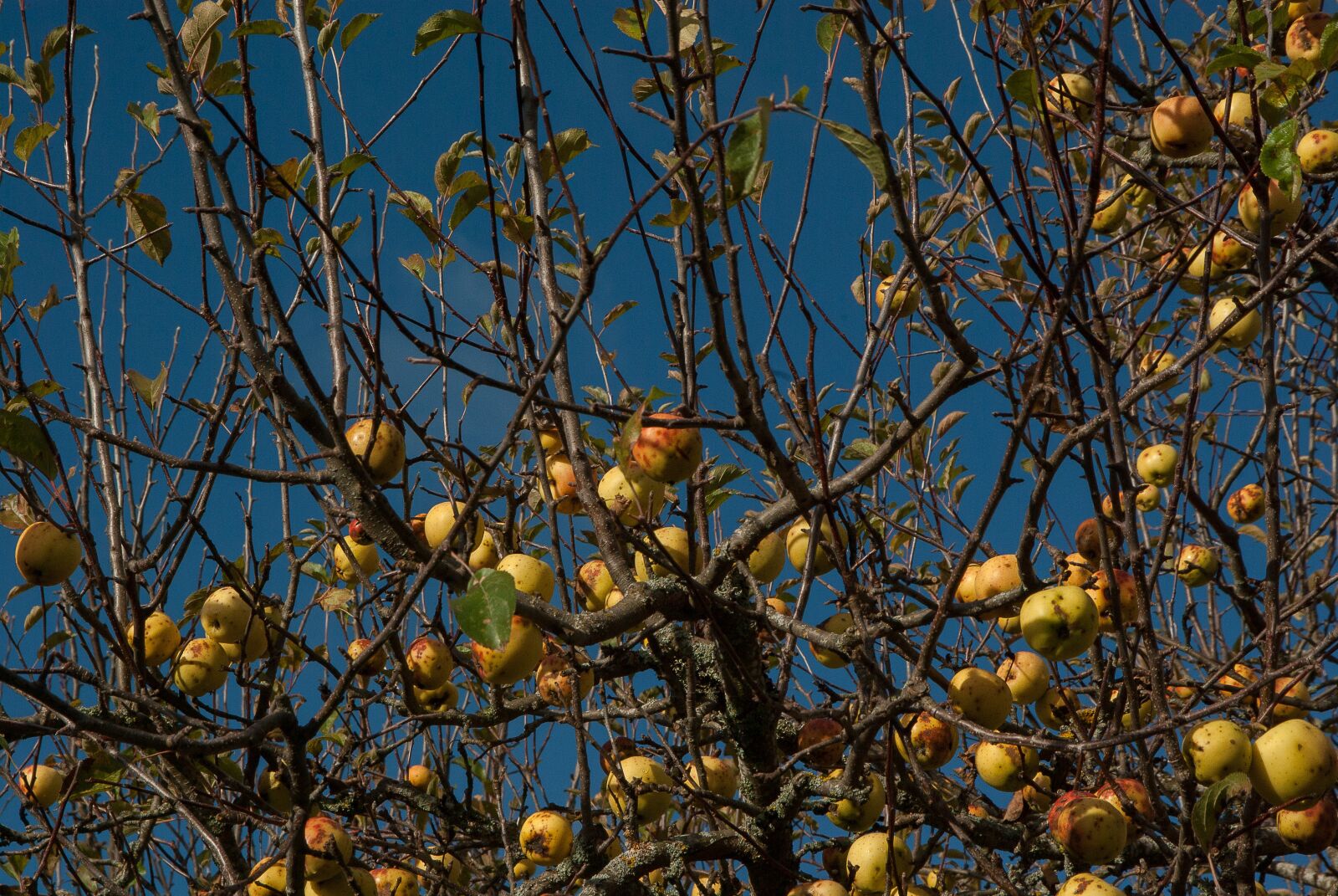 Pentax K10D sample photo. Apple, apples, cider photography