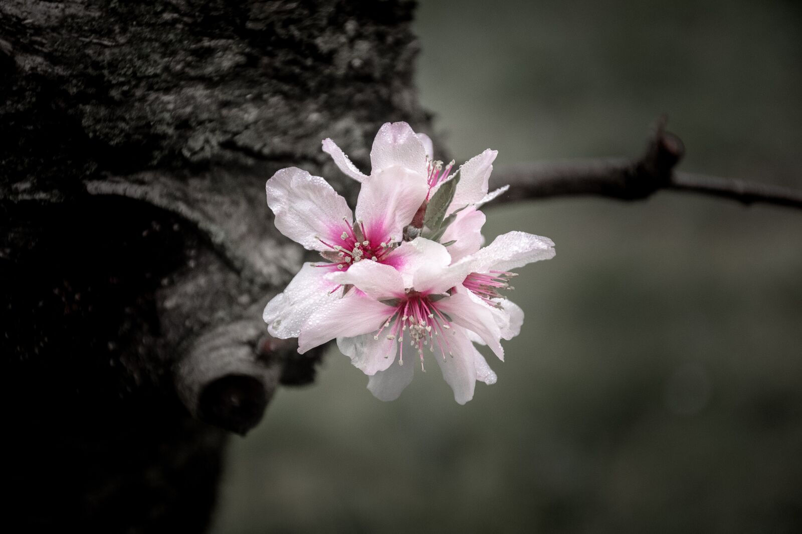 Nikon D7200 sample photo. Flowers, flower, spring photography