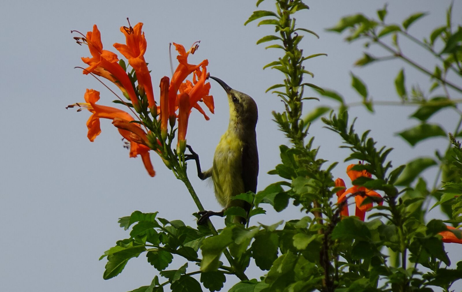 Sony DSC-WX800 sample photo. Bird, purple sunbird, cinnyris photography