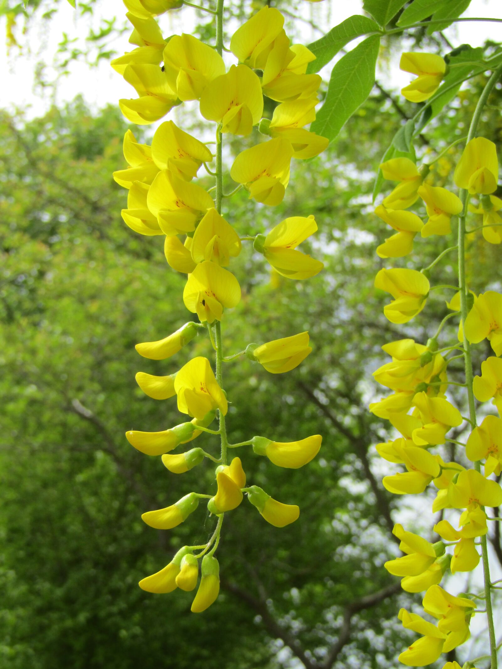 Canon POWERSHOT SX432 IS sample photo. Laburnum, flower, plant photography