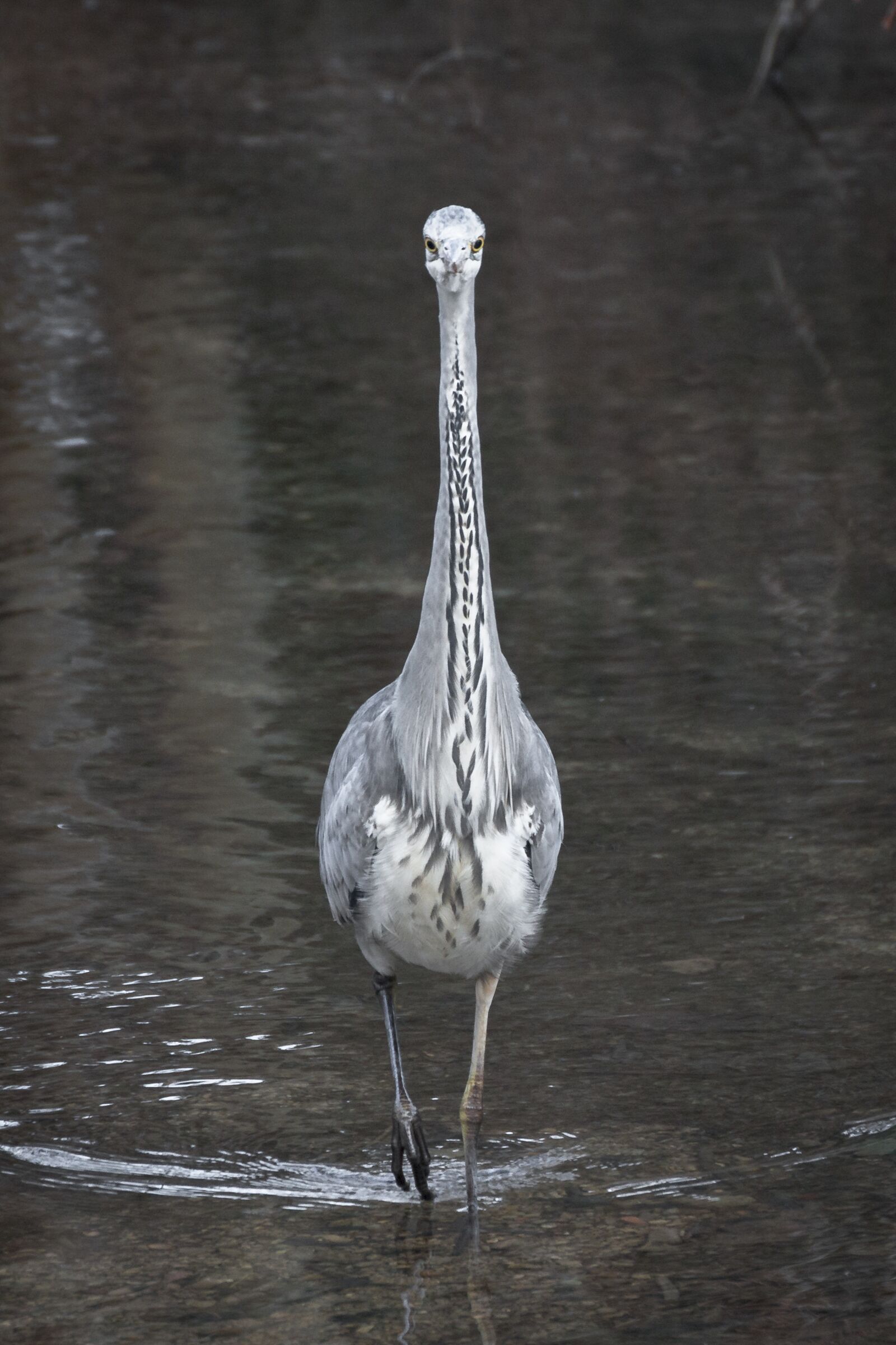 Canon EOS 70D sample photo. Heron, grey heron, fish photography