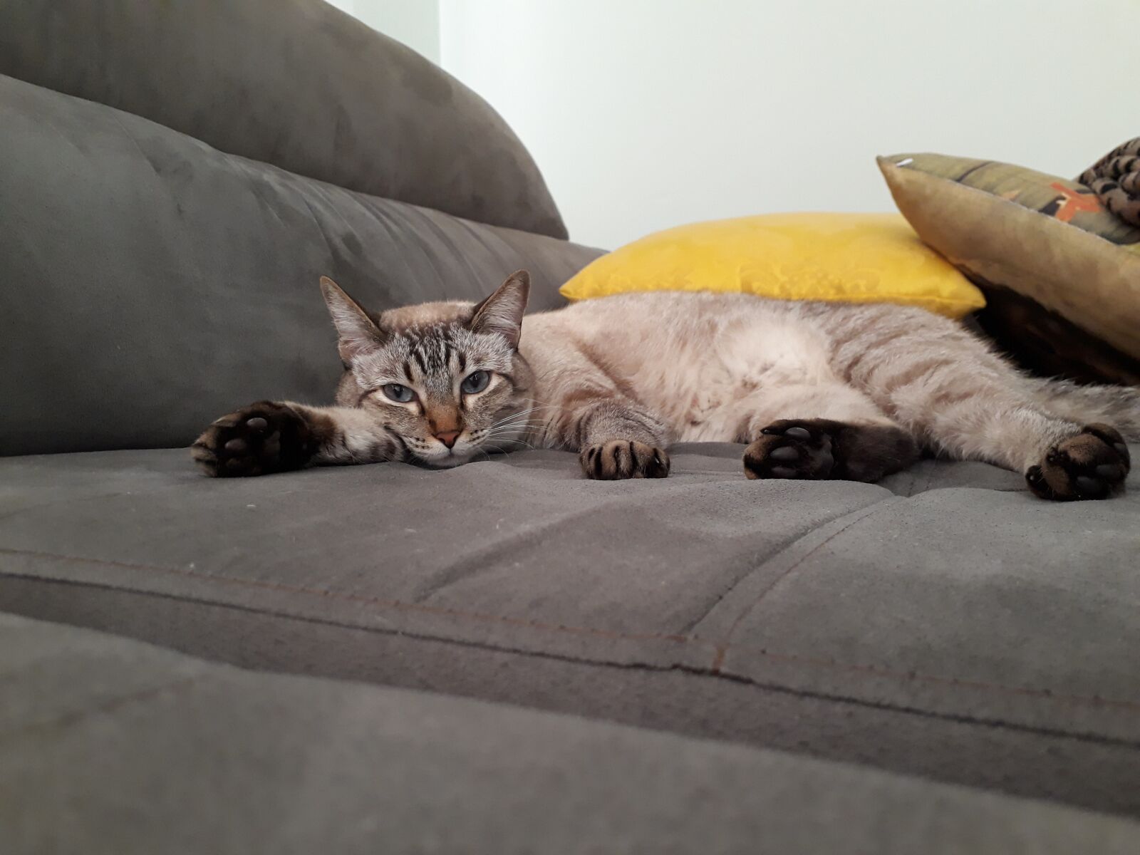 Samsung Galaxy J7 Prime sample photo. Cats, kitten, adorable photography