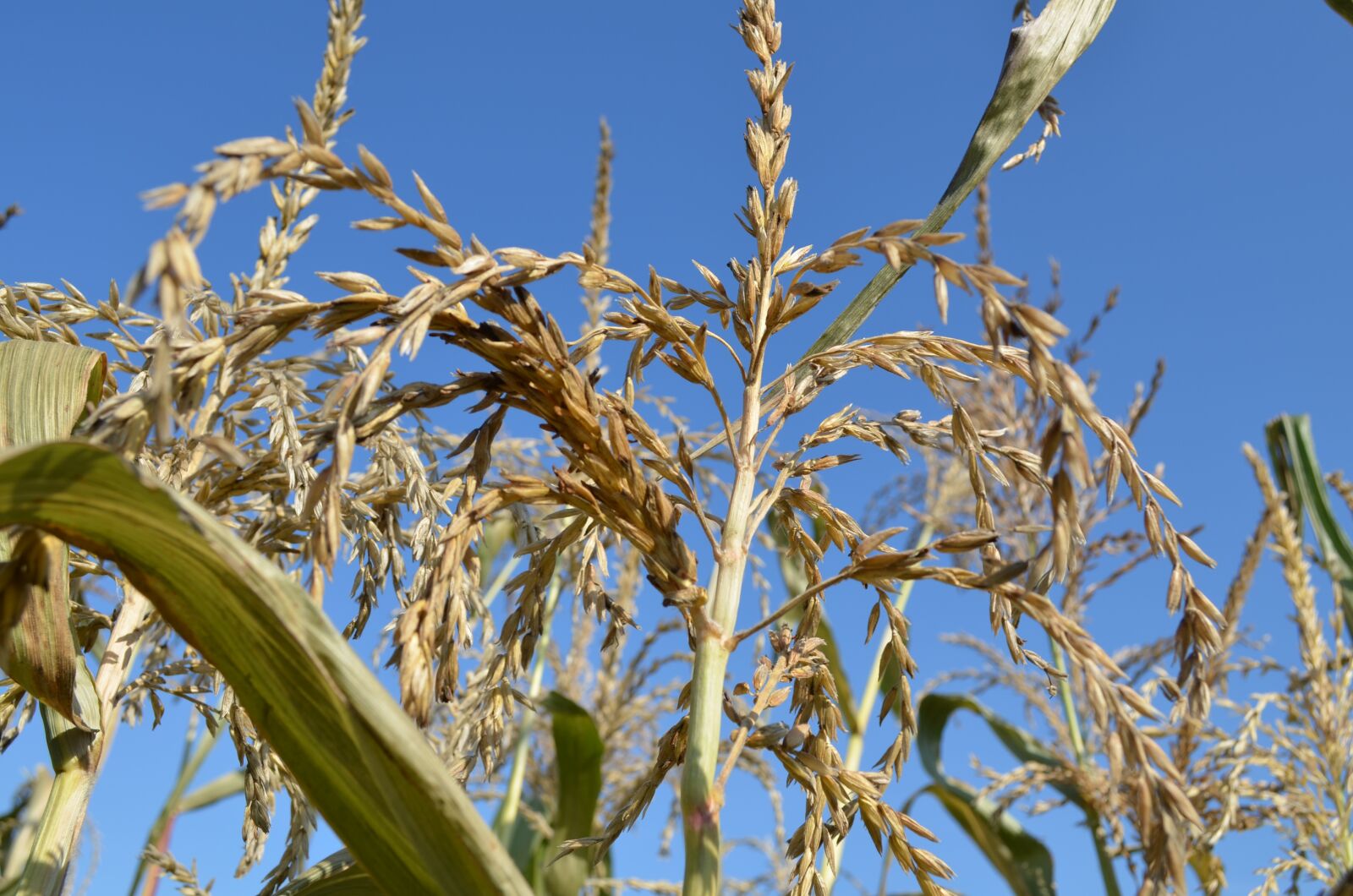 Nikon D5100 sample photo. Grass, kolos, cereals photography