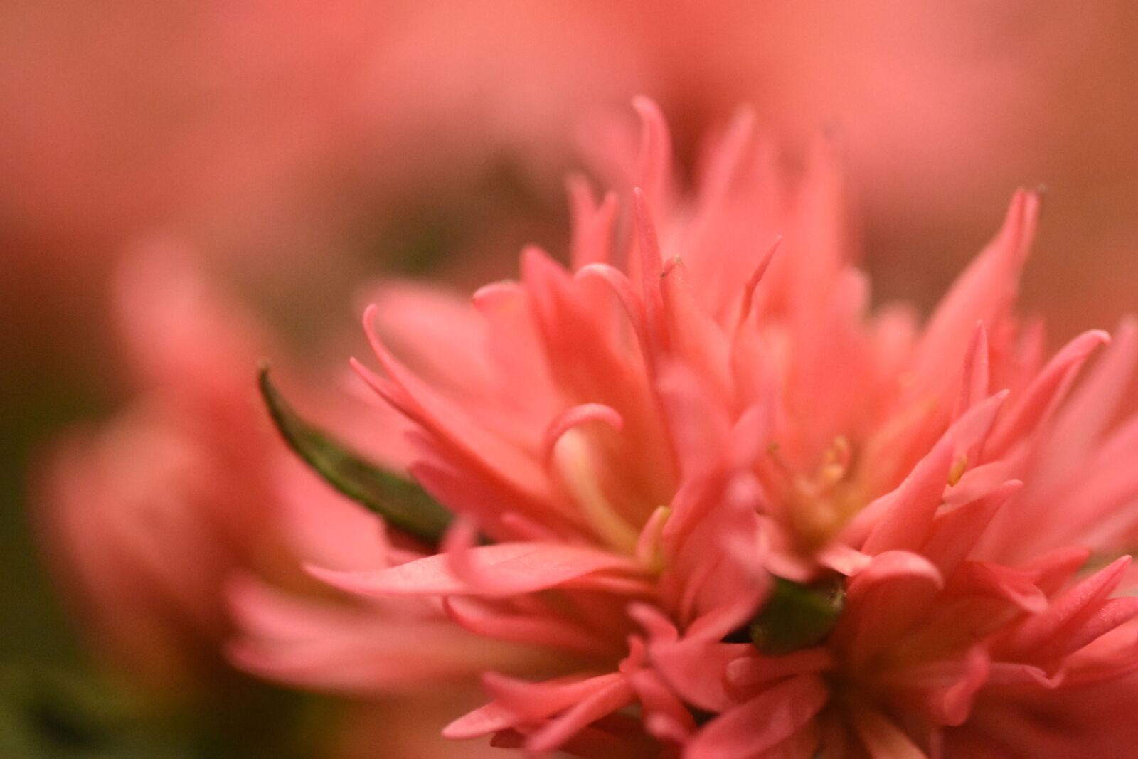 Nikon D7200 sample photo. Blur, flower, pink photography