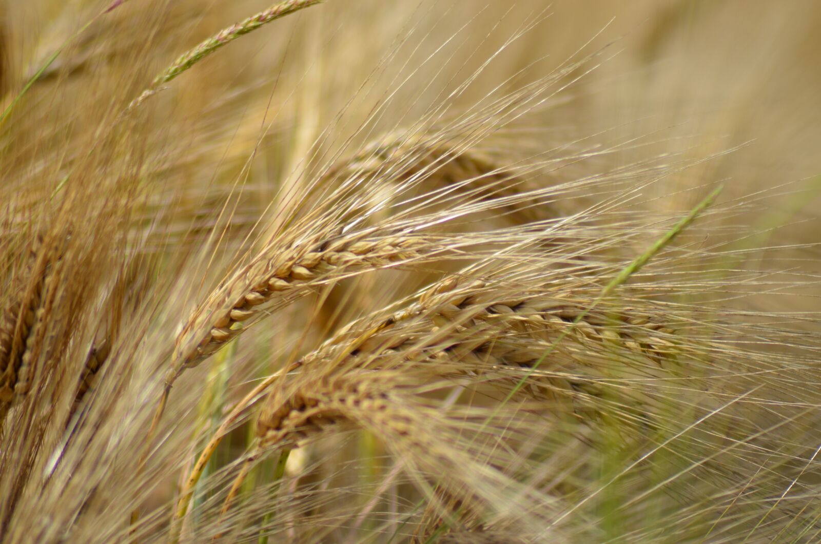 Nikon D5100 sample photo. Barley, cereal, agriculture photography