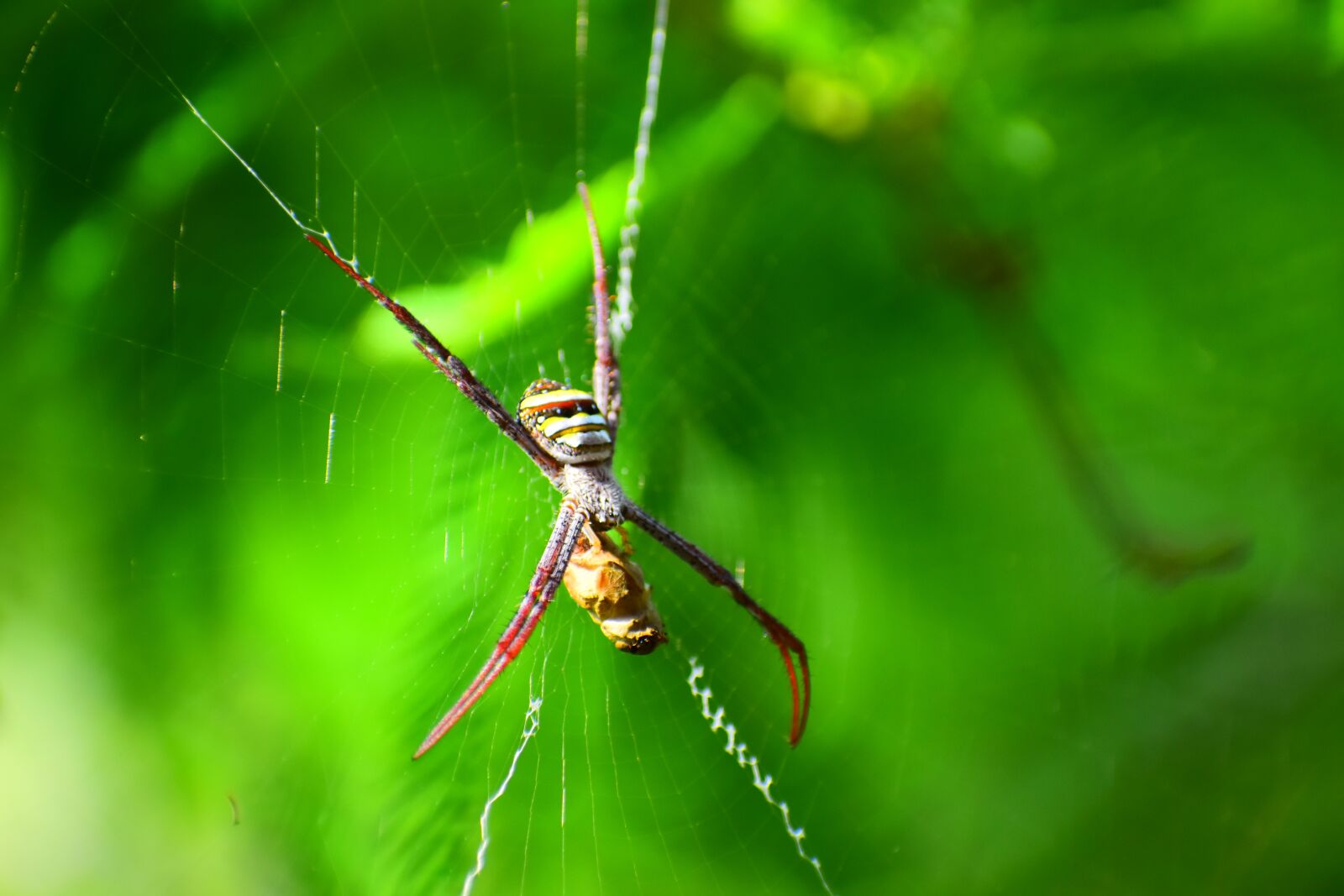 Nikon D5600 sample photo. Nature, insect, outdoors photography