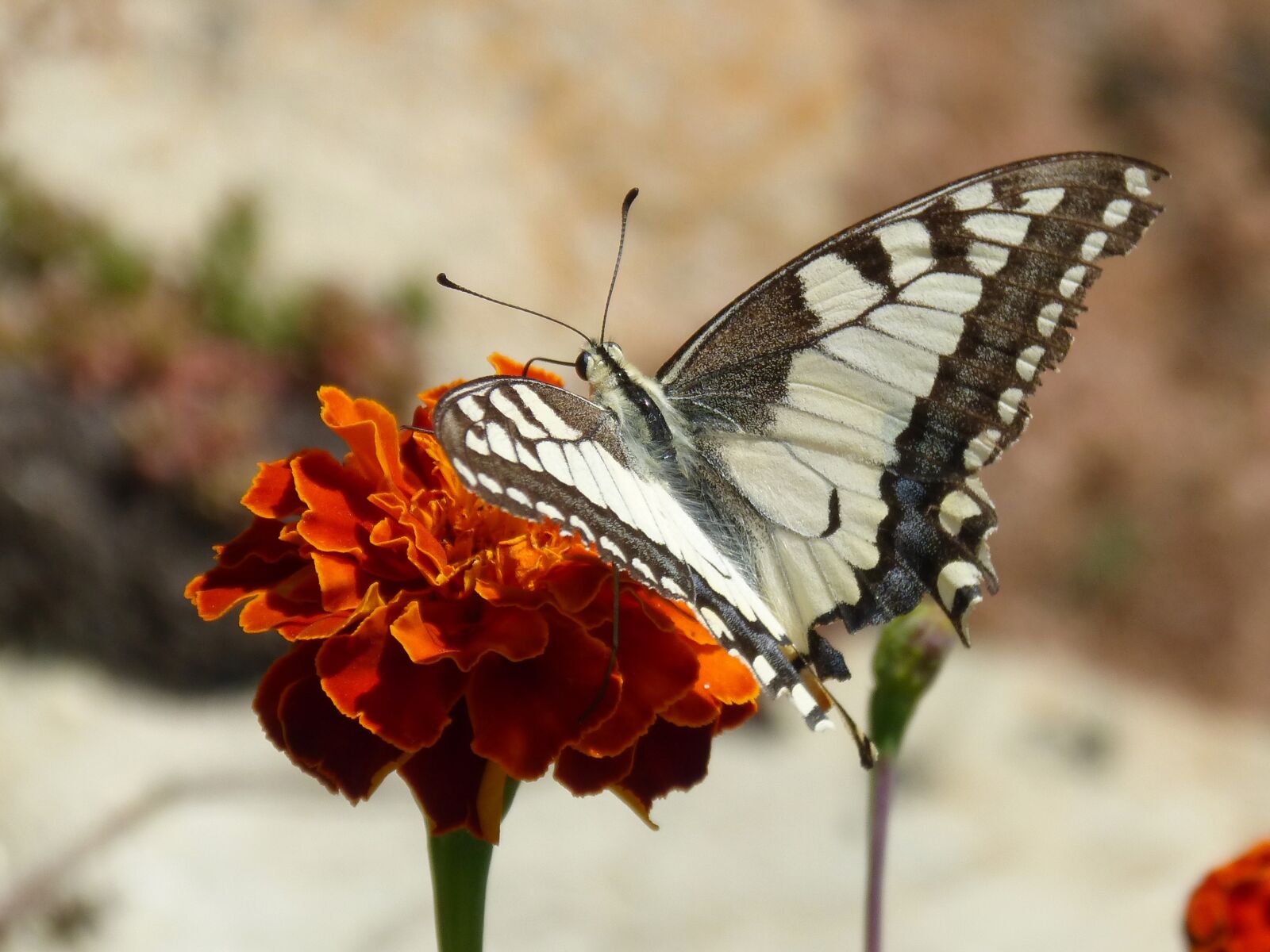 Panasonic DMC-FZ62 sample photo. Butterfly, papilio machaon, carnation photography