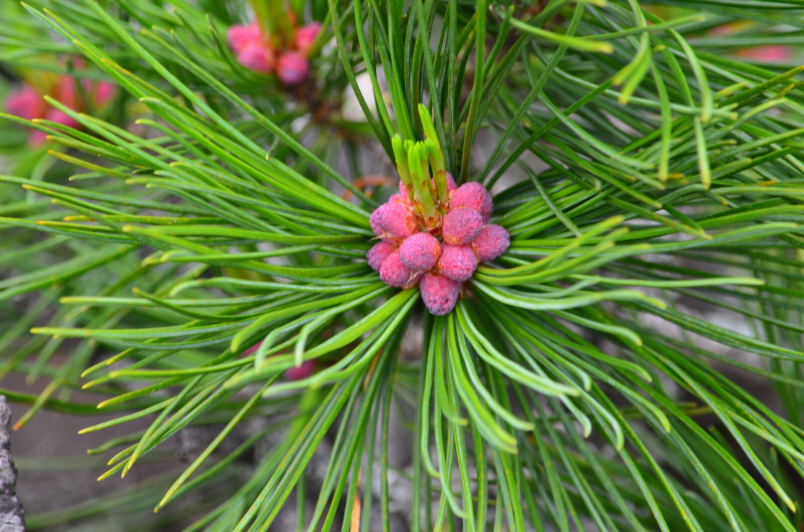 Nikon D5100 sample photo. Ural, nature of perm photography