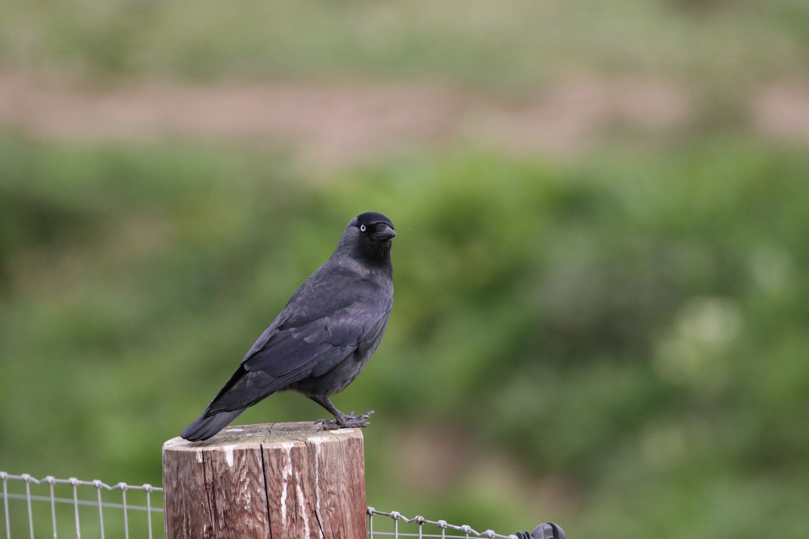 Canon EOS 80D sample photo. Raven, crow, bird photography