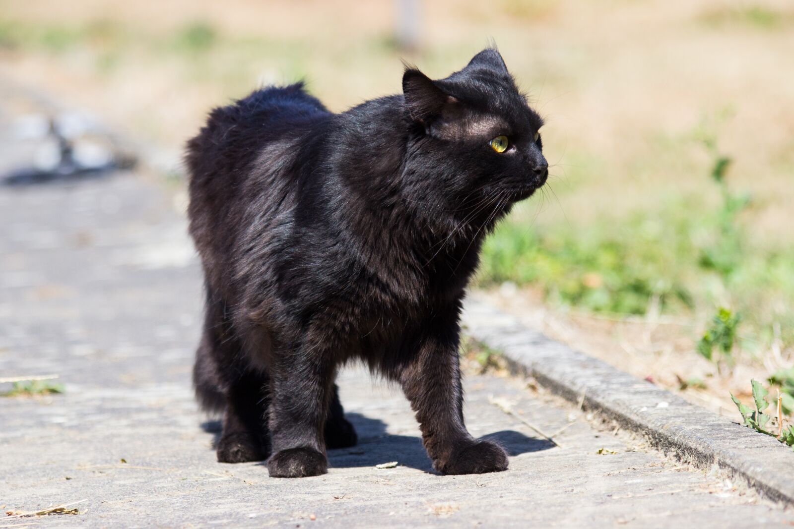 Canon EOS 600D (Rebel EOS T3i / EOS Kiss X5) + Canon EF 70-300mm F4-5.6 IS USM sample photo. Cat, black, pet photography