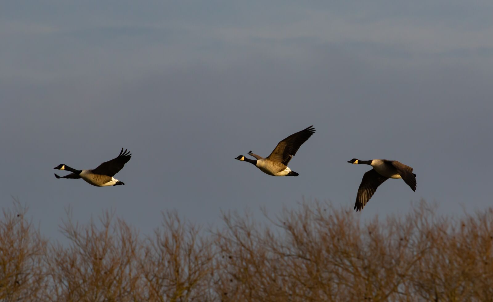 Canon EOS 7D Mark II sample photo. Geese in flight, sunrise photography