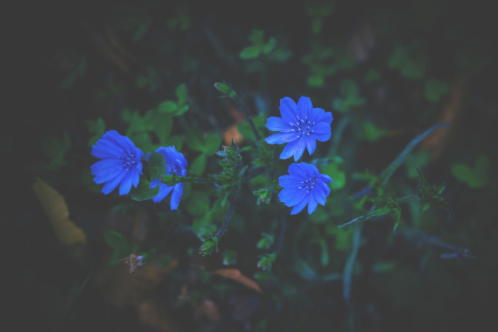 Nikon D5300 + Sigma 18-35mm F1.8 DC HSM Art sample photo. Bloom, blooming, blossom, blue photography
