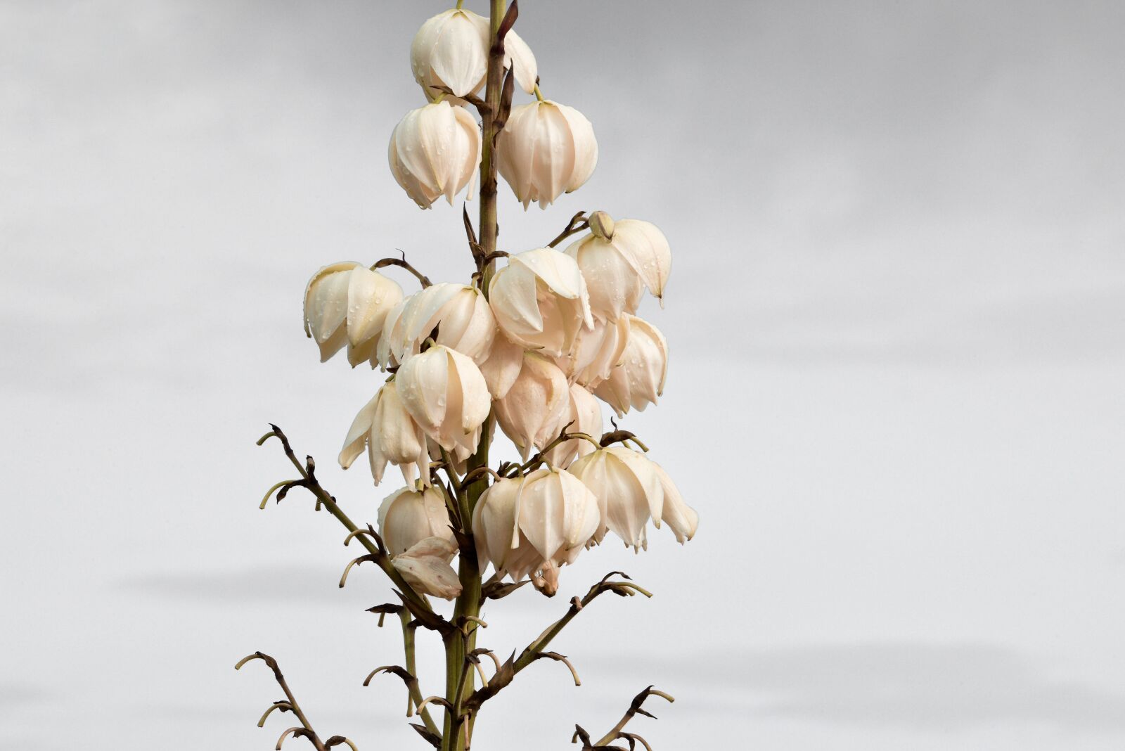 Nikon D610 sample photo. Plant, blossom, bloom photography