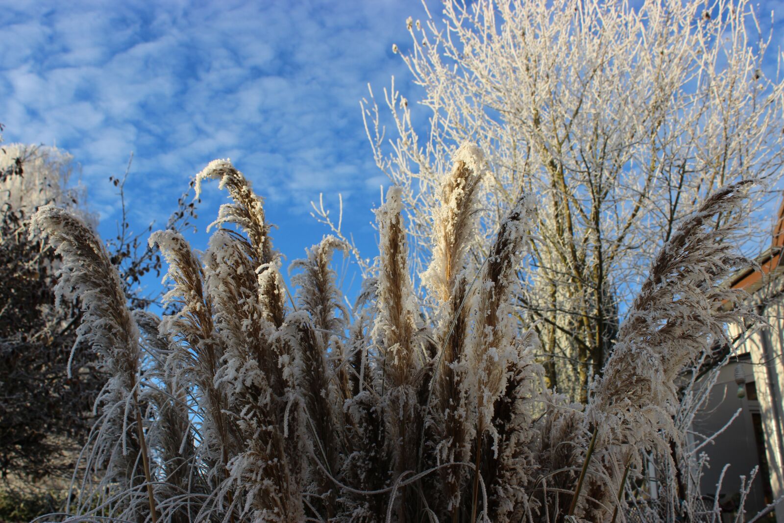 Canon EOS 600D (Rebel EOS T3i / EOS Kiss X5) sample photo. Grasses, winter, frost photography