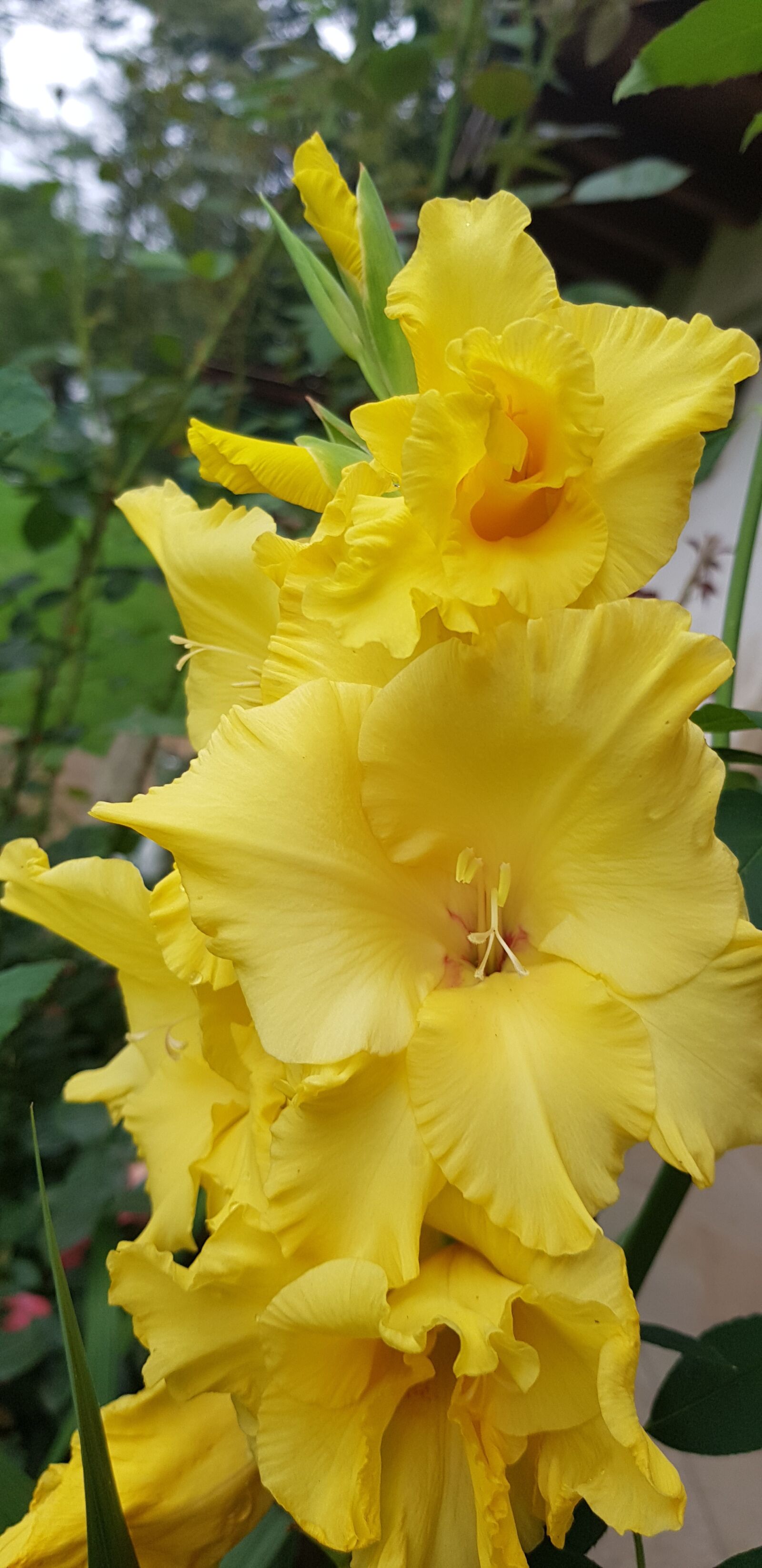 Samsung Galaxy S8+ sample photo. Flowers, yellow, gladiolus photography