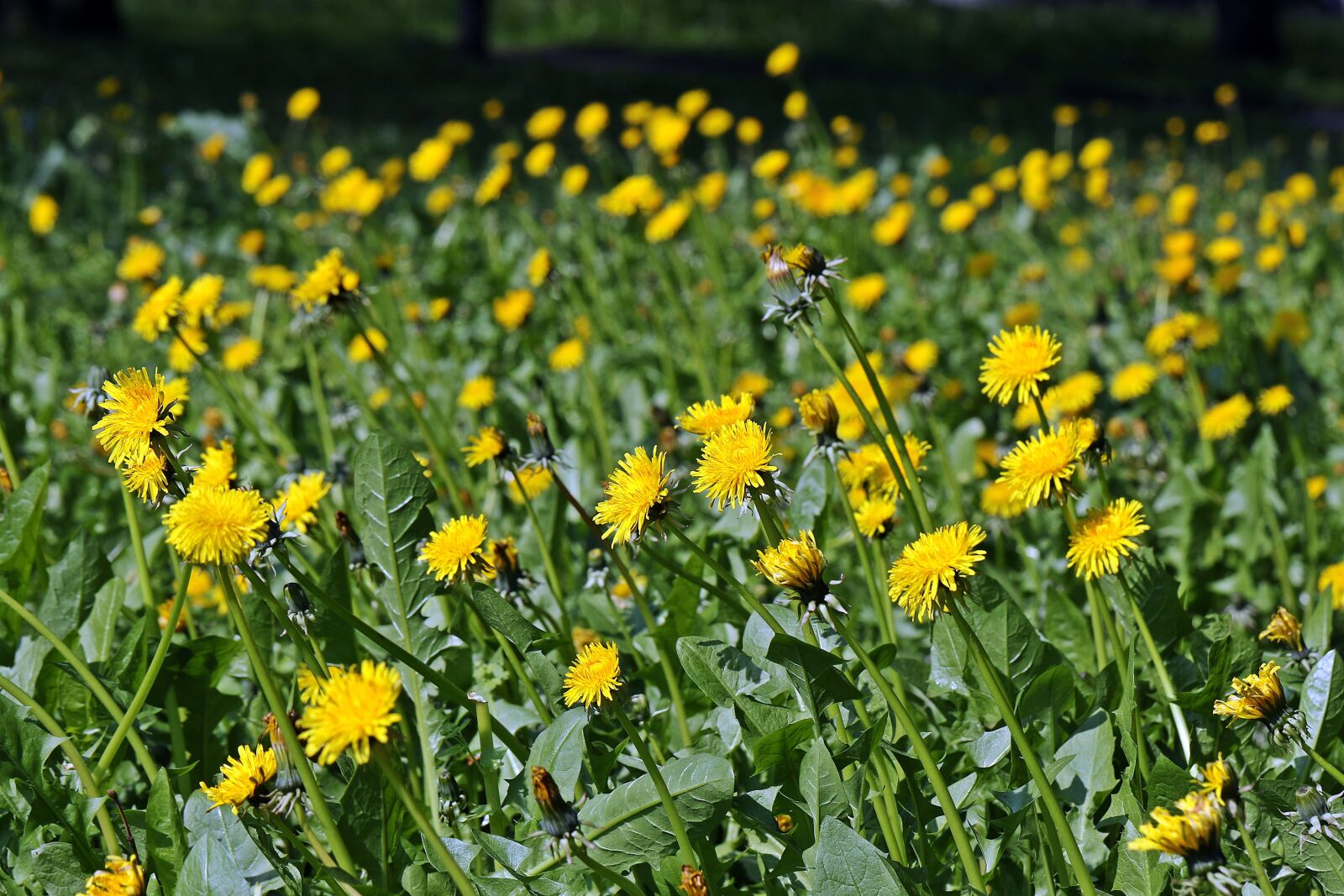 Canon EOS 7D Mark II sample photo. Sonchus oleraceus, meadow, spring photography
