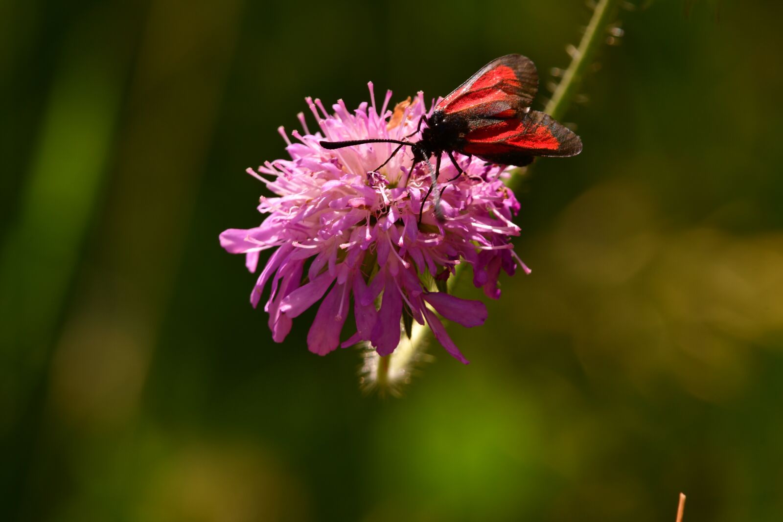 Nikon D7500 sample photo. Butterfly, insect, red photography