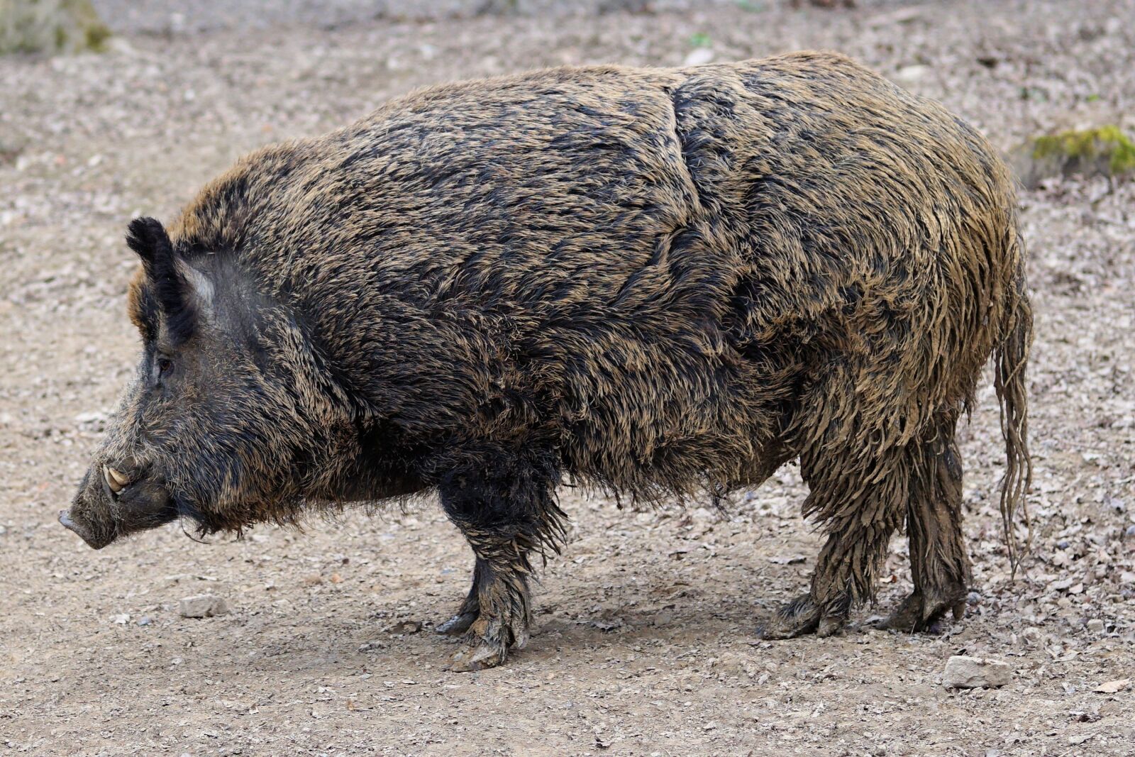 Sony a6000 + E 60mm F2.8 sample photo. Boar, pig, sow photography