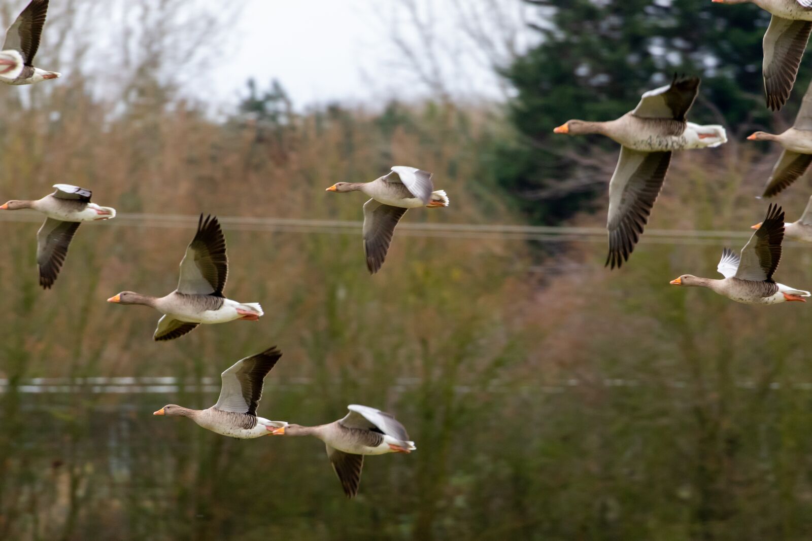 Canon EOS 7D Mark II sample photo. Graylag, graylag geese, geese photography