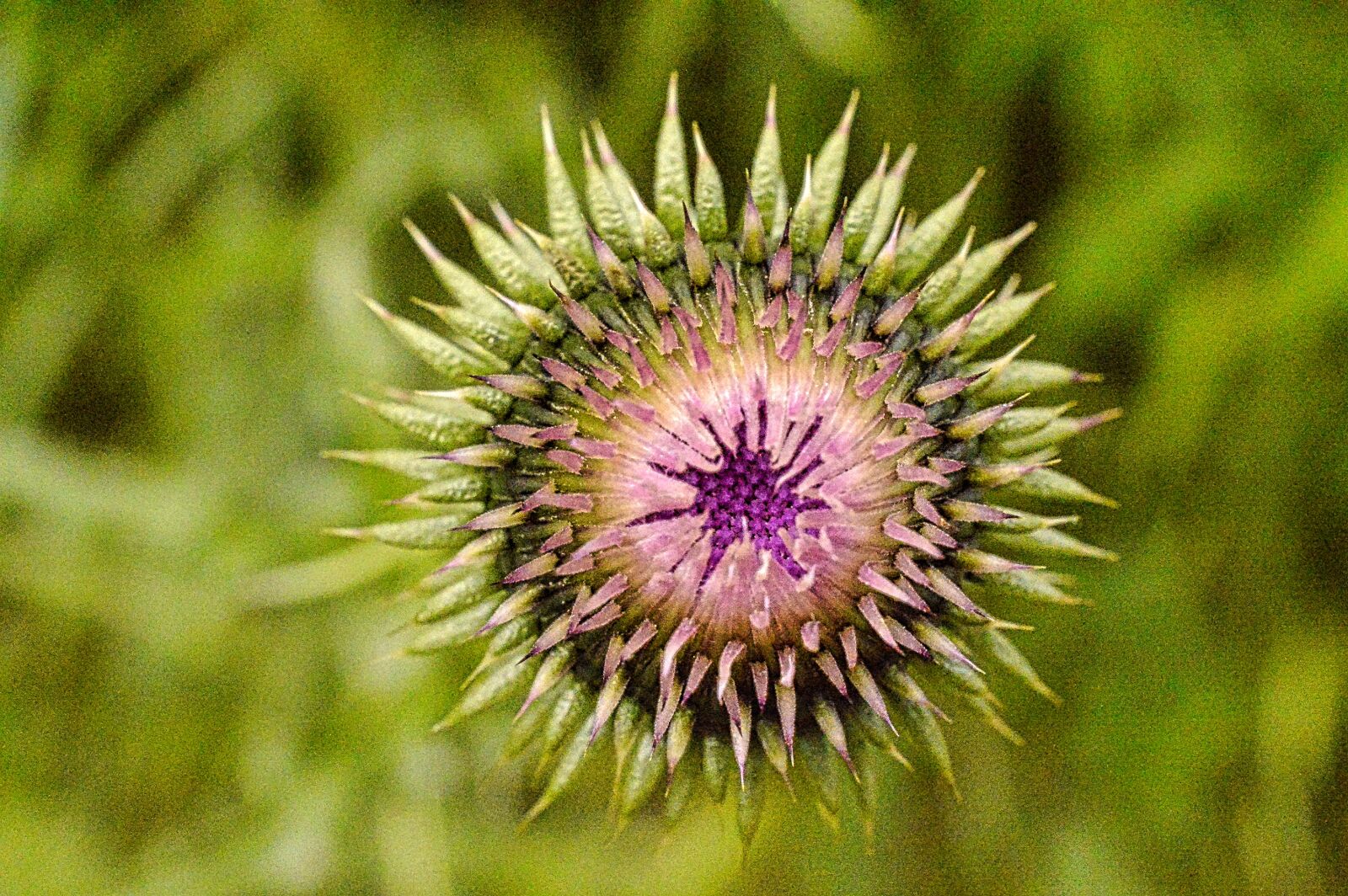 Nikon D3200 sample photo. Thistle, plant, botany photography