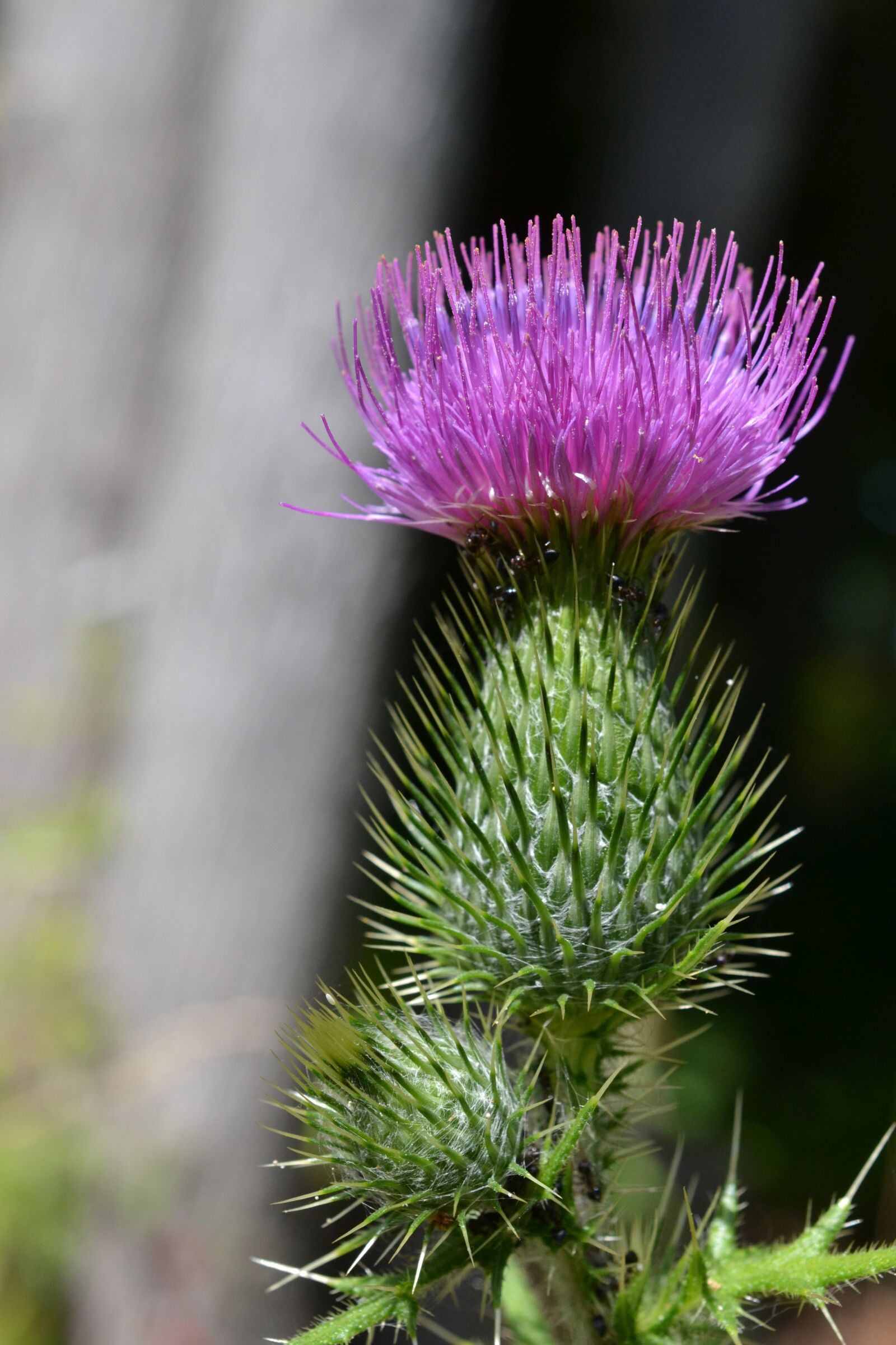 Nikon D3100 sample photo. Thistle, summer, wild photography