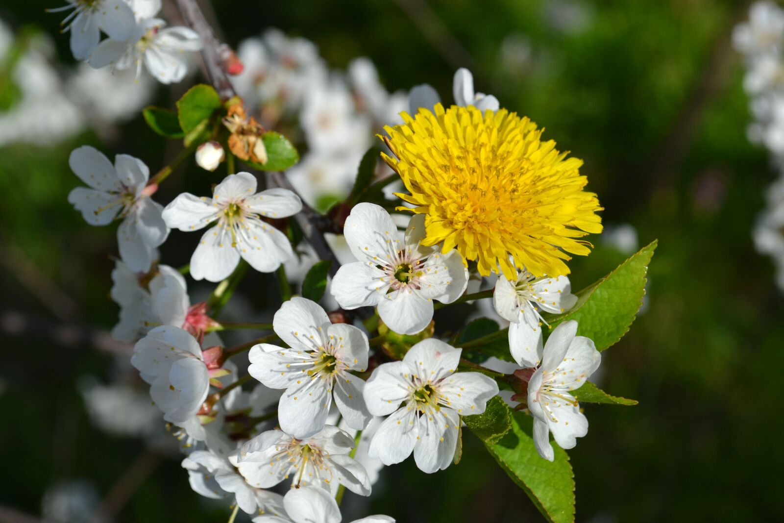 Nikon D3100 sample photo. Cherry, color, cherry blossoms photography