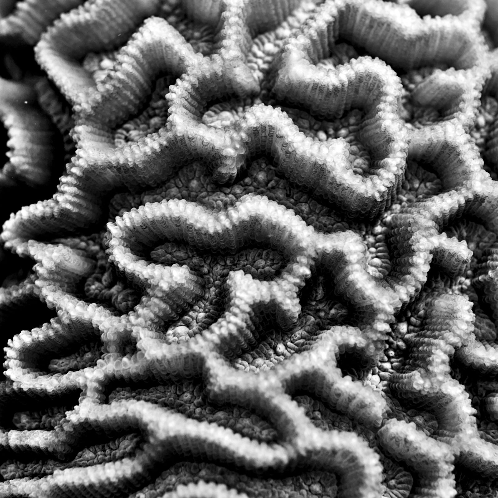 Olympus PEN E-PL9 sample photo. Macro, monochrome, black white photography