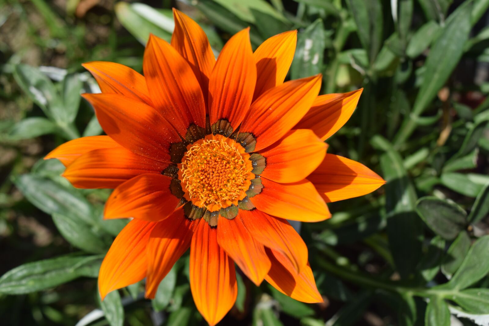 Nikon D3300 sample photo. Flower, nature, garden photography