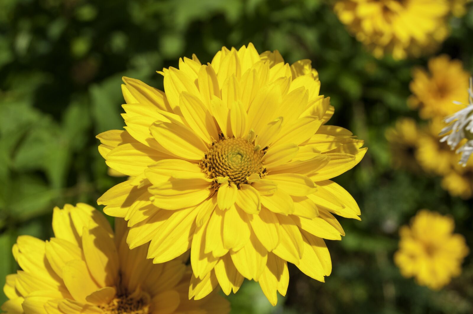 Nikon D5000 sample photo. Flower, yellow, green photography