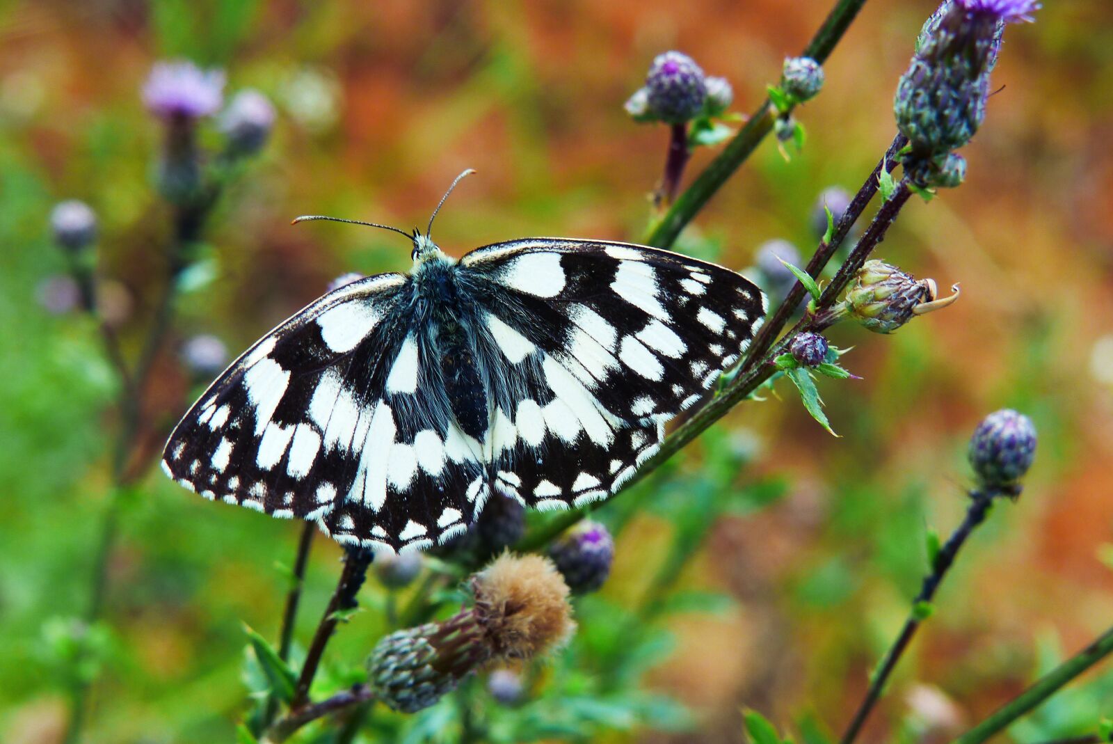Panasonic Lumix DMC-FZ200 sample photo. Polowiec chess board, butterfly photography