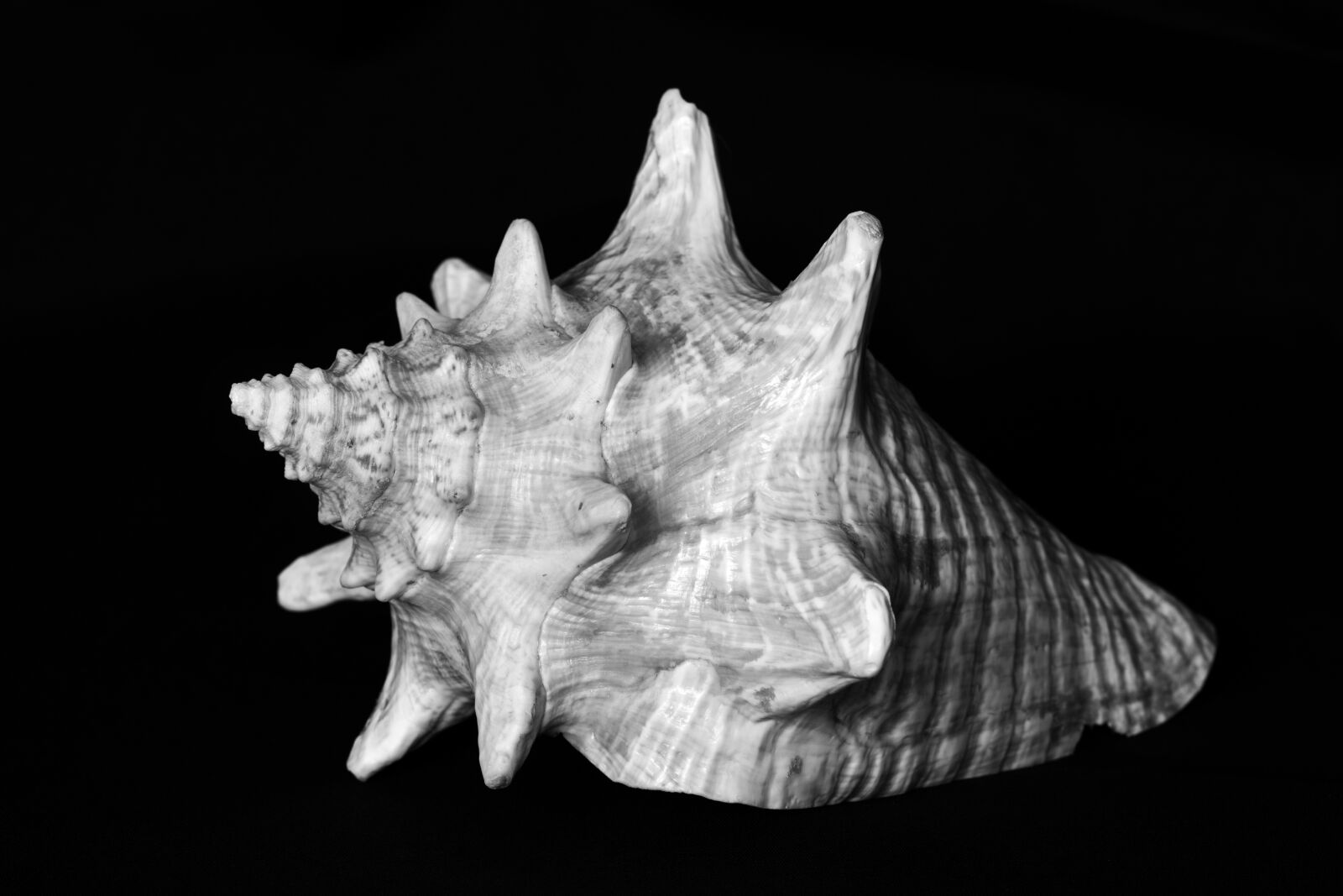 Canon EOS 5D Mark II sample photo. Shell, sea, underwater world photography